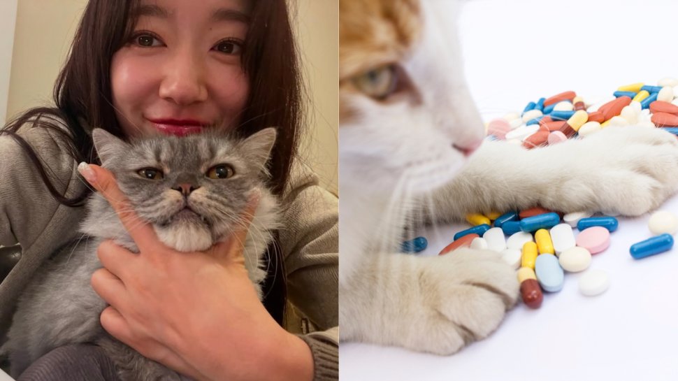 貓免疫力提升！貓咪保健品推薦｜15款iherb貓保健食品維他命推薦+貓增強免疫力食物清單