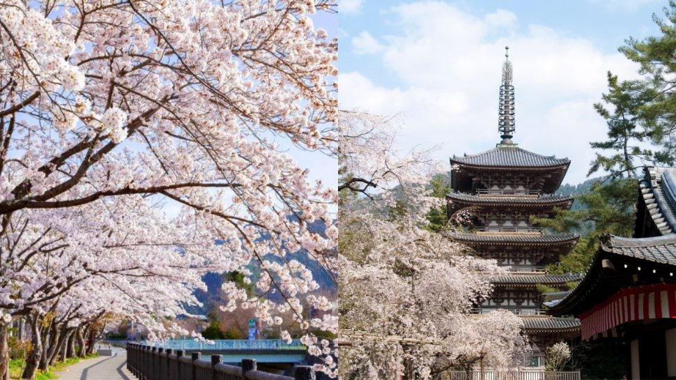 日本櫻花預測2025｜13個日本櫻花推薦景點+最新日本賞櫻時間表！東京、福岡3月尾率先開花！