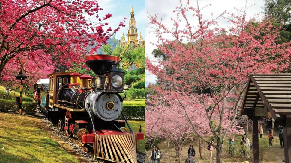 台灣櫻花開花時間2025｜台灣櫻花景點10大推薦！陽明山/九族文化村/阿里山
