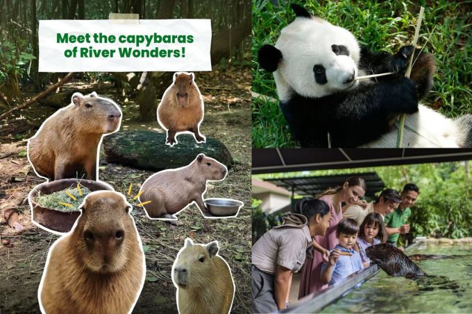 新加坡自由行好去處｜動物園必玩景點！萬態野生動物世界攻略/美食/最新室內景點/雨林探險