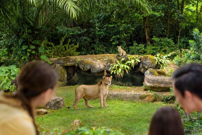 新加坡自由行好去處｜動物園必玩景點！萬態野生動物世界攻略/美食/最新室內景點/雨林探險