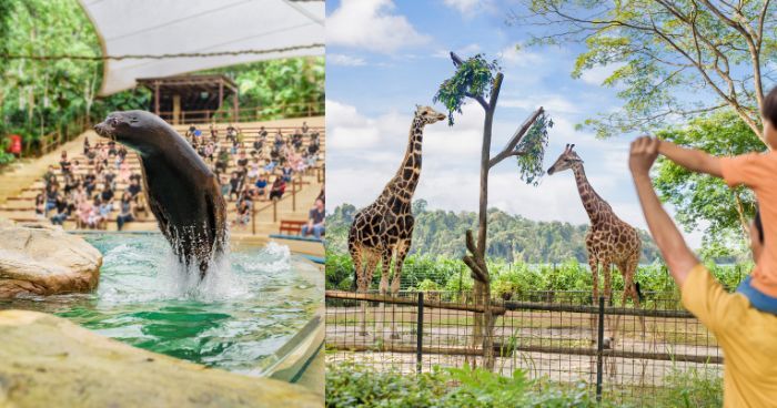 新加坡自由行好去處｜動物園必玩景點！萬態野生動物世界攻略/美食/最新室內景點/雨林探險